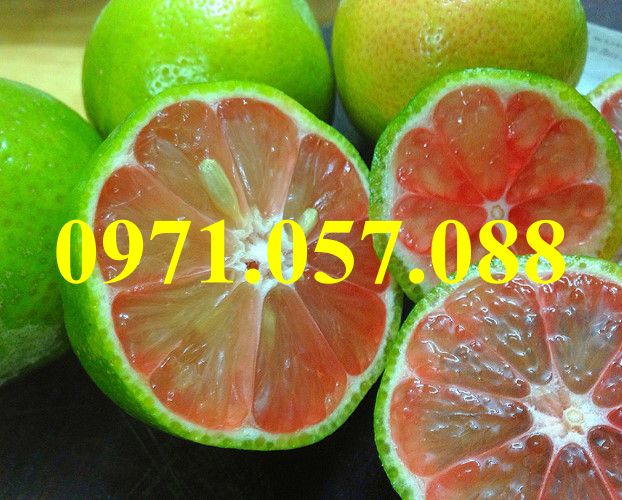 Cây giống chanh đào